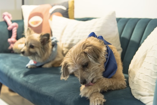 Two small dogs are sitting on a teal sofa adorned with white and neutral-toned pillows. One dog is wearing a blue bandana, and the other has a scarf. A pink rope toy is visible in the background.