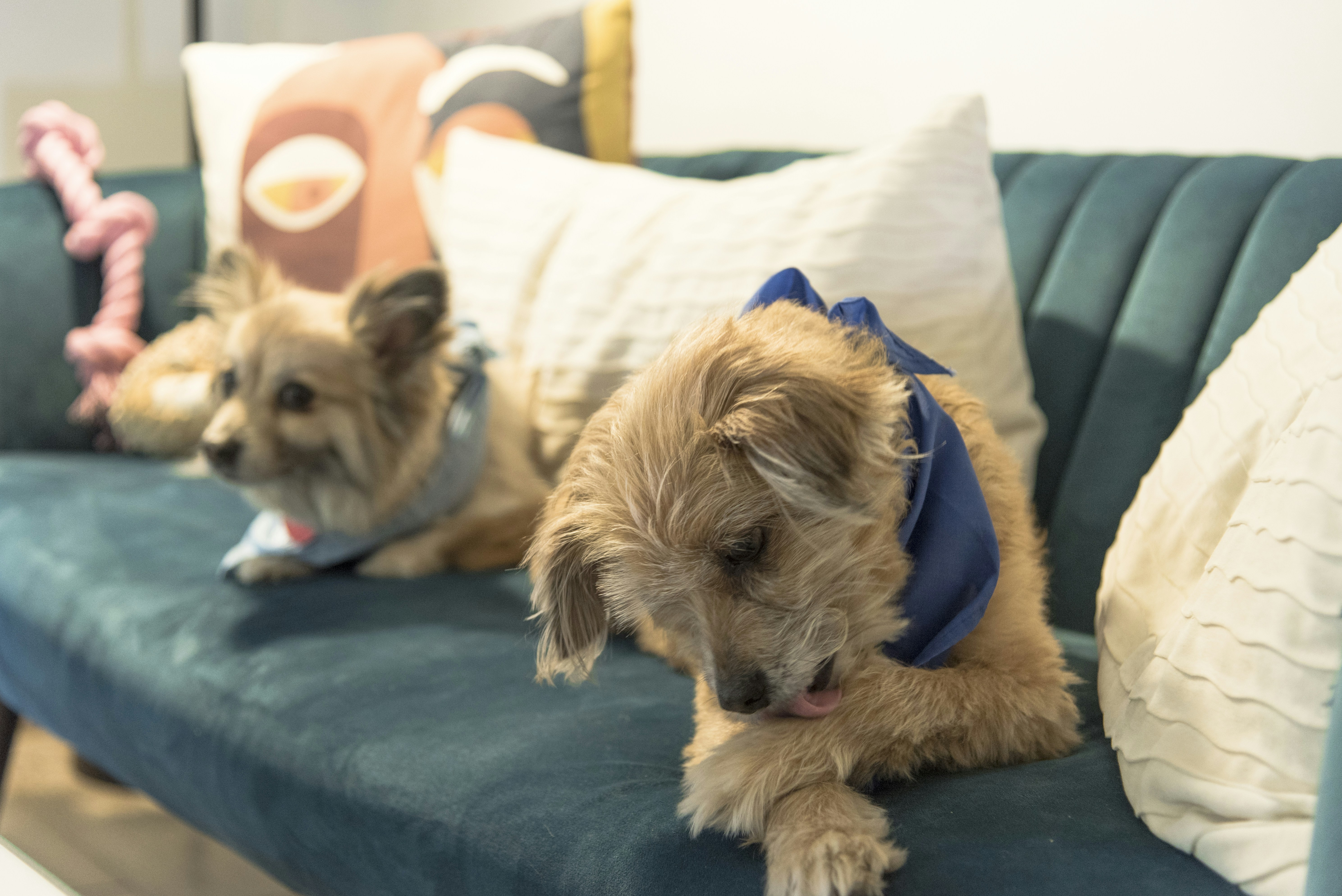 a couple of dogs lying on a couch