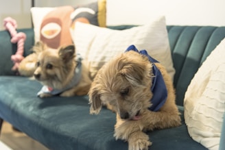 a couple of dogs lying on a couch