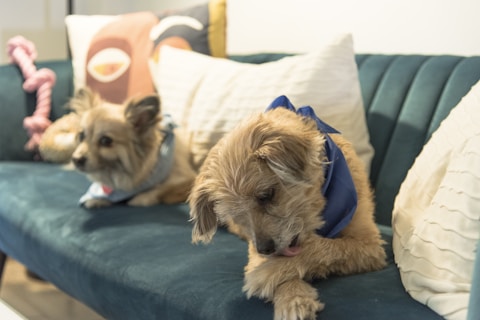 a couple of dogs lying on a couch