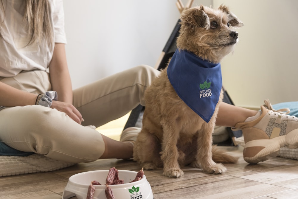 a dog wearing a shirt