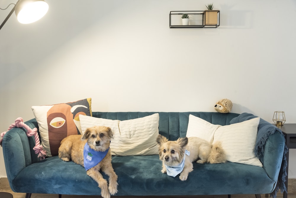 dogs sitting on a couch