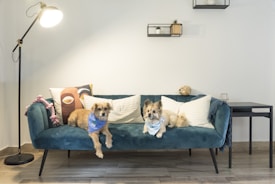 Two small dogs wearing blue bandanas are sitting on a teal velvet couch with several pillows. A floor lamp is positioned to the left, and a modern black side table is on the right. The background features a light-colored wall with small decorative shelves.