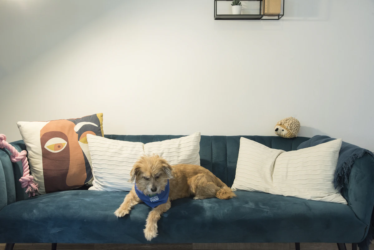 5 Best Review Request Tools for Veterinary Clinics 2026
