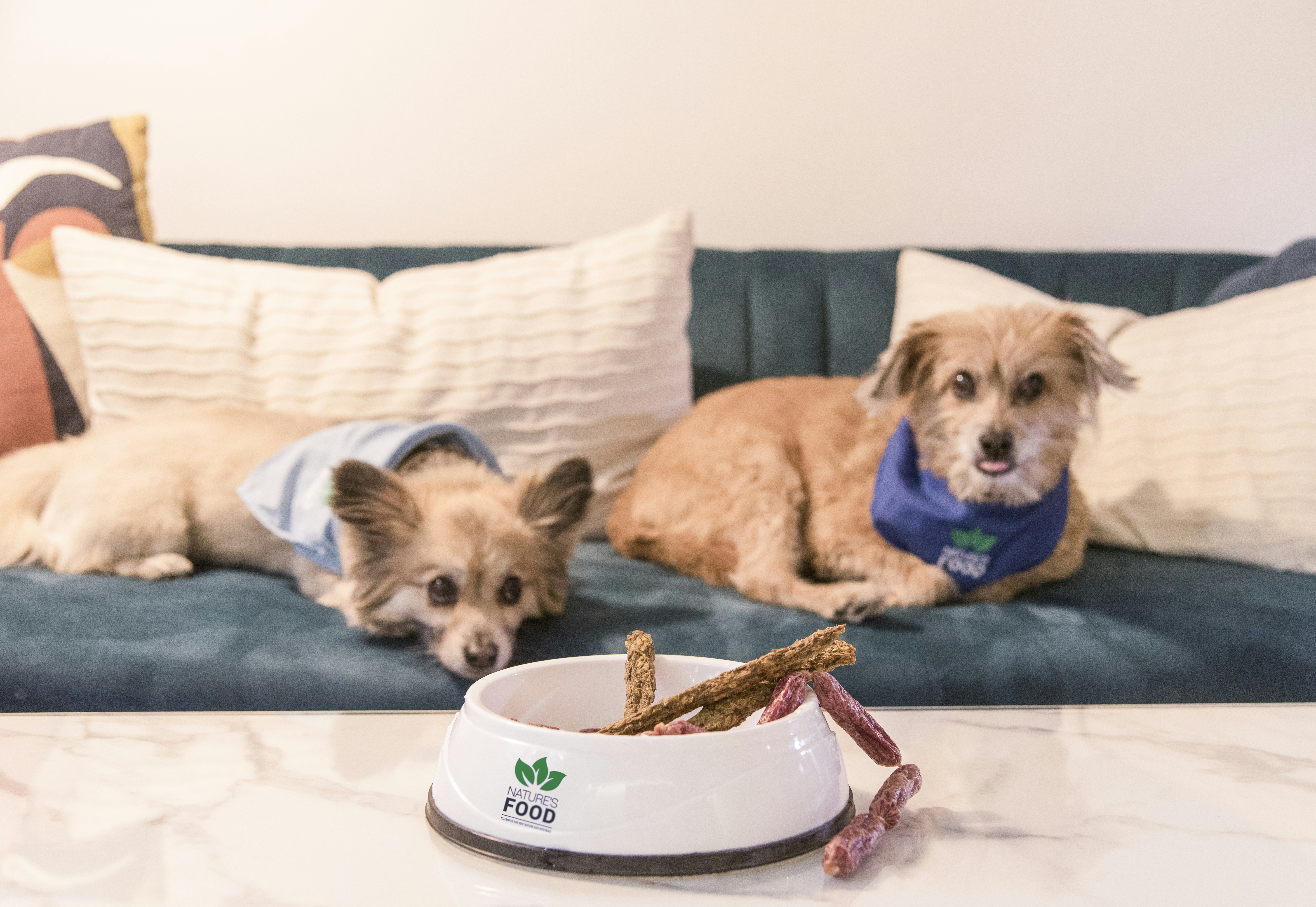 a group of dogs lying on a couch