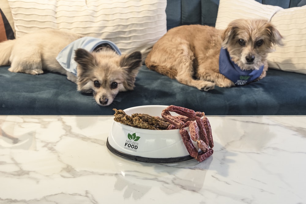 a couple of dogs lying on a bed with a cake in front of them