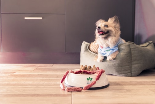 A small dog wearing a blue shirt sits happily on a soft, green pet bed. In the foreground, a white dog bowl filled with treats and snacks is placed on a wooden floor. The background features a dark cabinet with a simple handle.