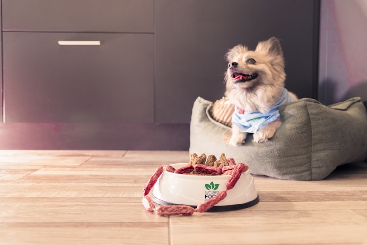 A small dog wearing a blue shirt sits happily on a soft, green pet bed. In the foreground, a white dog bowl filled with treats and snacks is placed on a wooden floor. The background features a dark cabinet with a simple handle.