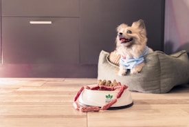 A small dog wearing a blue shirt sits happily on a soft, green pet bed. In the foreground, a white dog bowl filled with treats and snacks is placed on a wooden floor. The background features a dark cabinet with a simple handle.