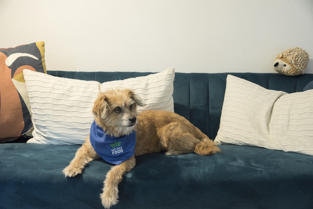 a dog lying on a couch