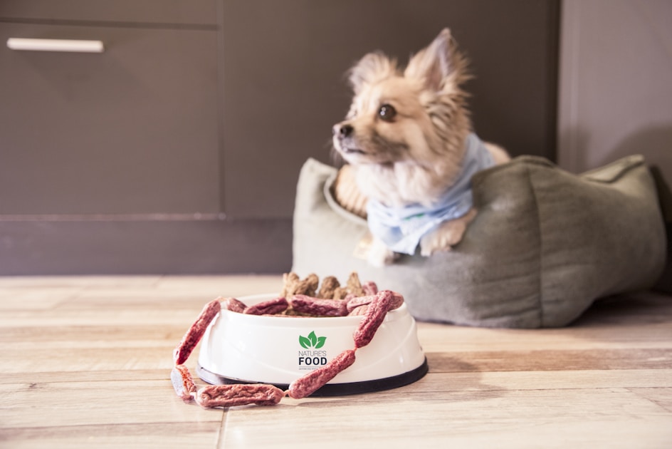 Can dogs eat watermelon what to know — practical guide overview