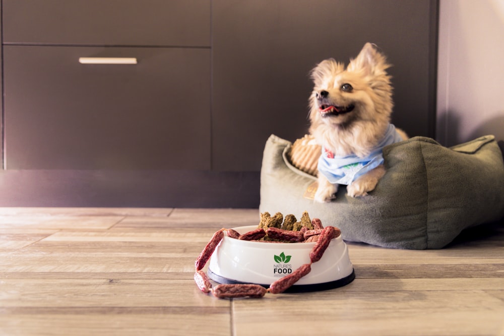 a dog sitting on a couch