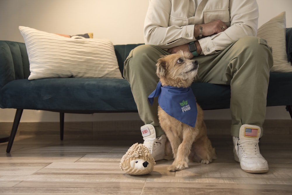 a dog wearing a shirt