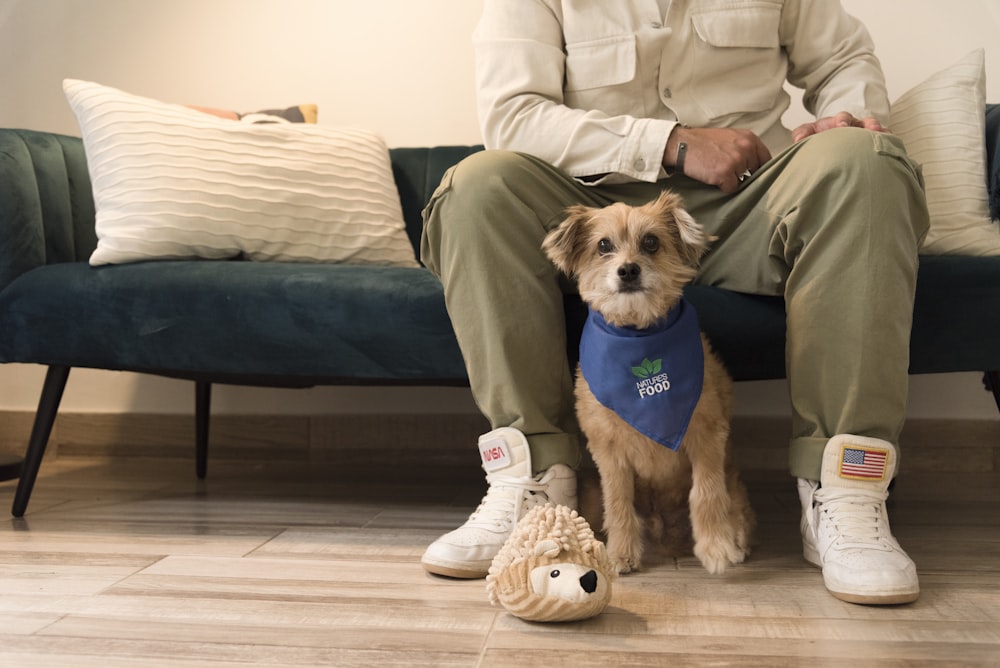 a dog wearing a shirt