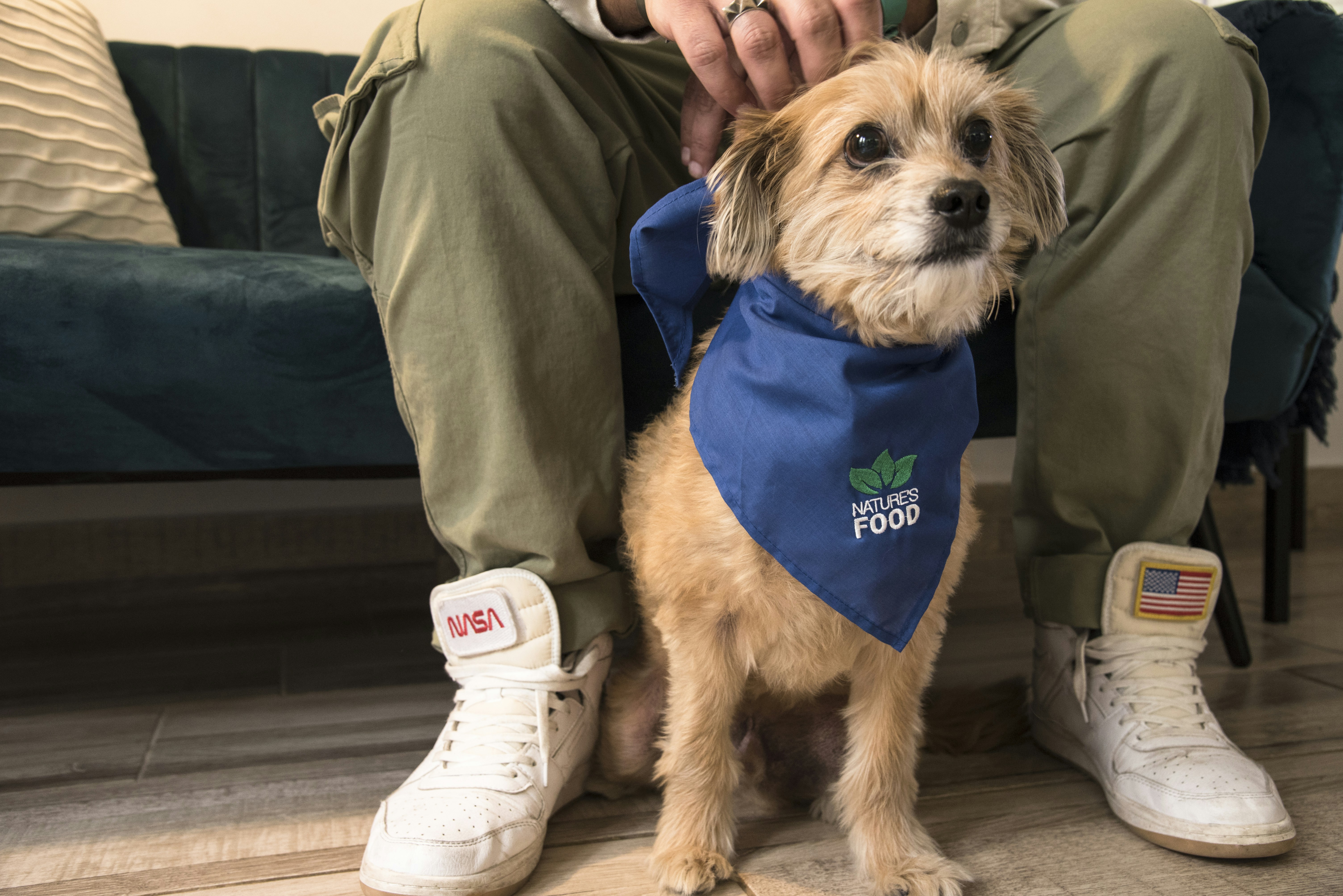 a dog wearing a shirt