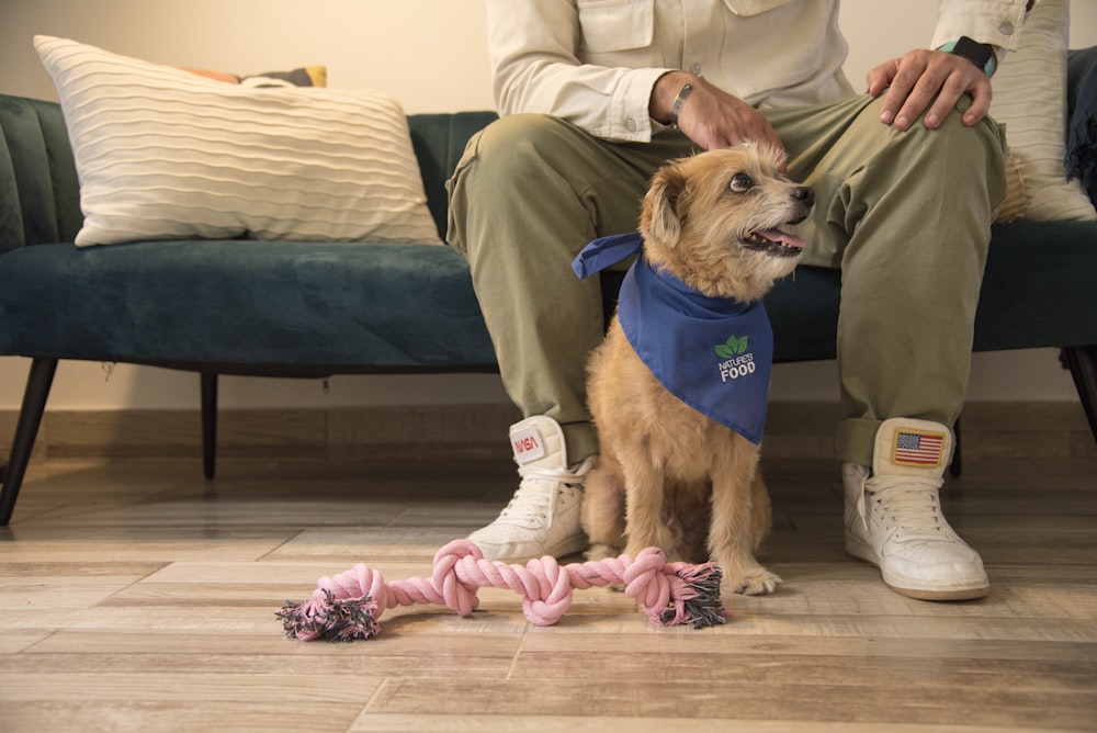 a dog wearing a shirt