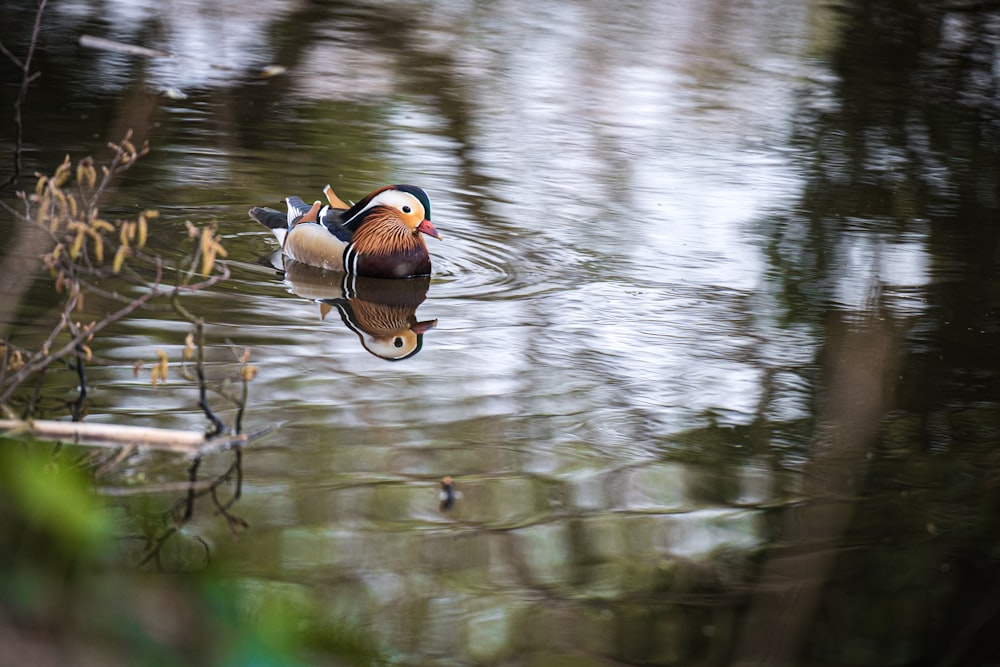 a group of ducks in a pond