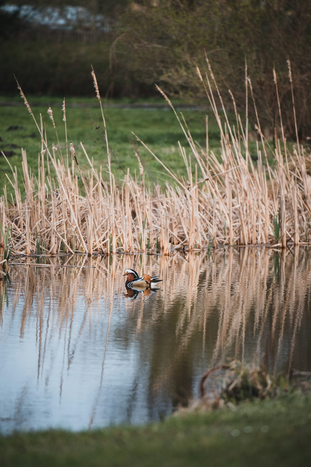 a duck swimming in a pond