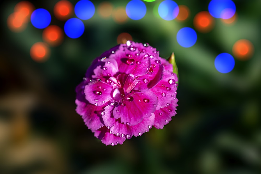 a close up of a flower