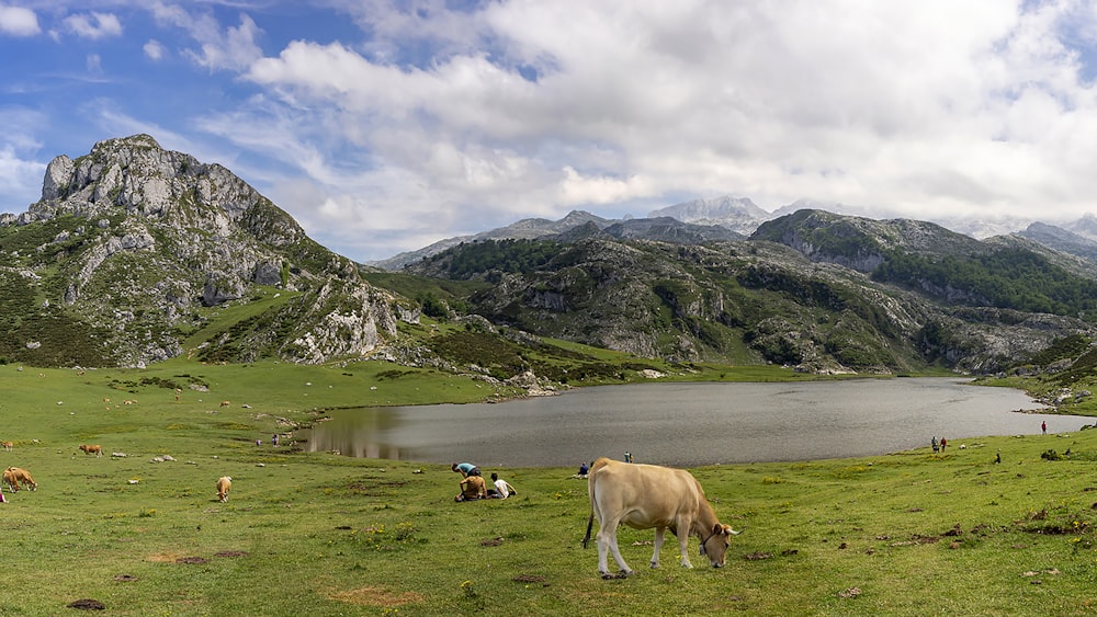 cows grazing on a field