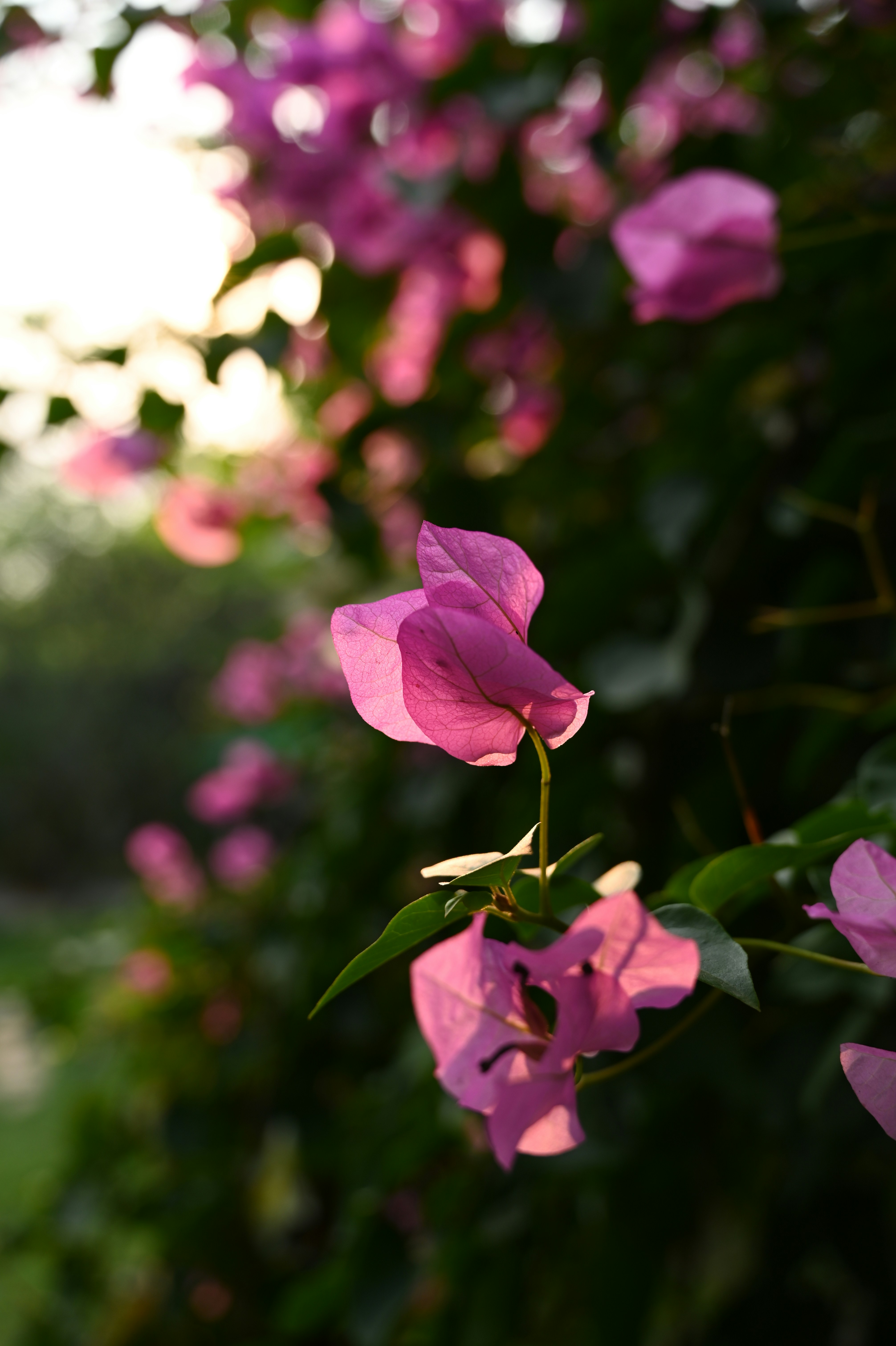 Photo by varunmohanm