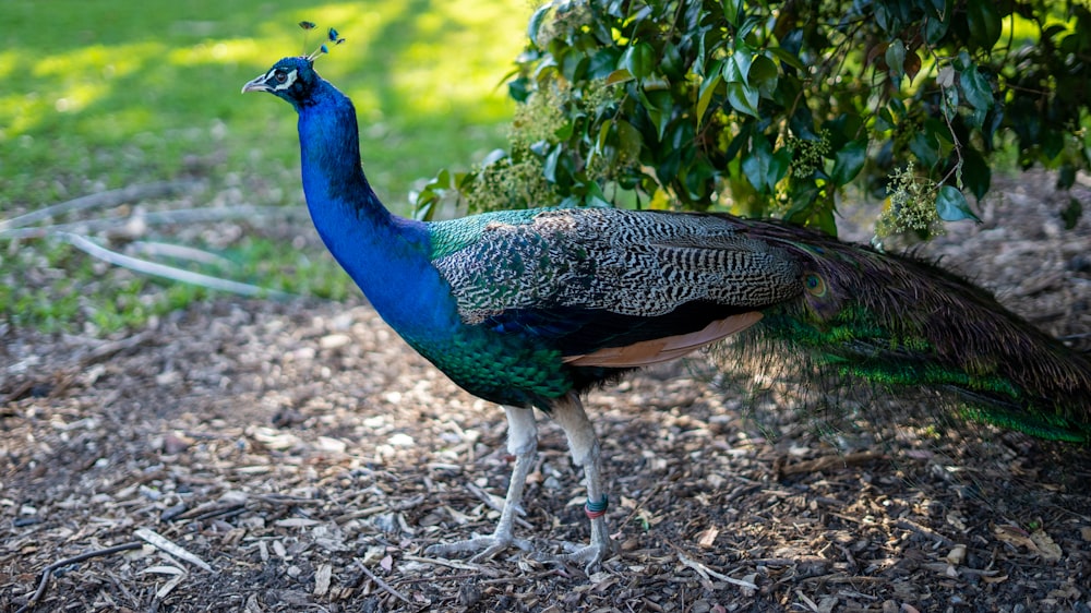 a peacock walking on dirt