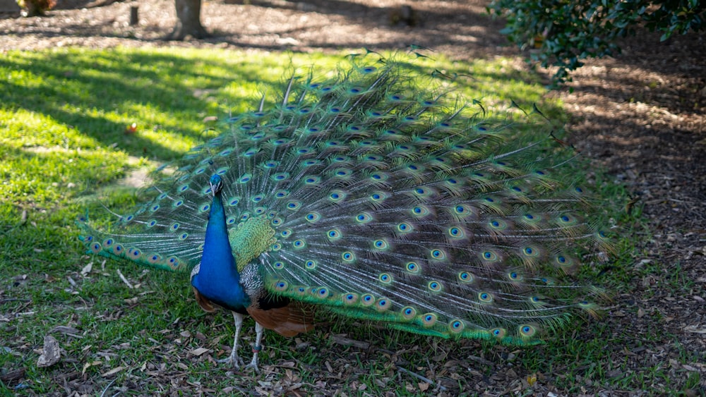 a peacock standing on grass