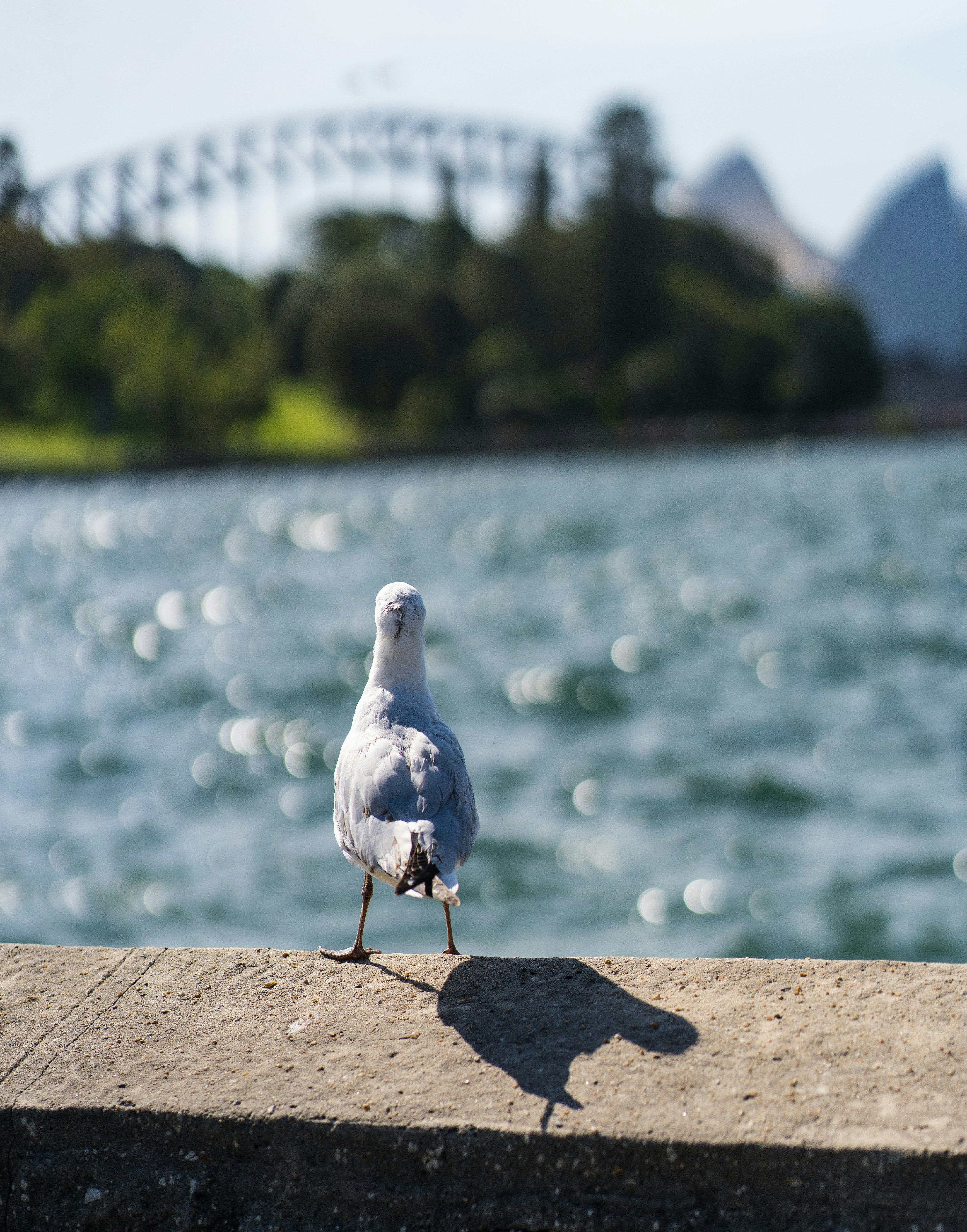 a bird standing on a ledge