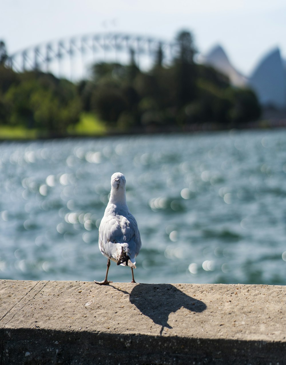 a bird standing on a ledge