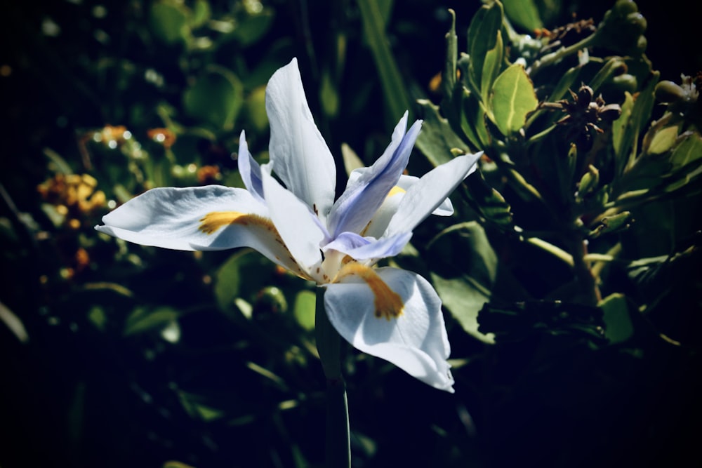 a white flower with yellow center