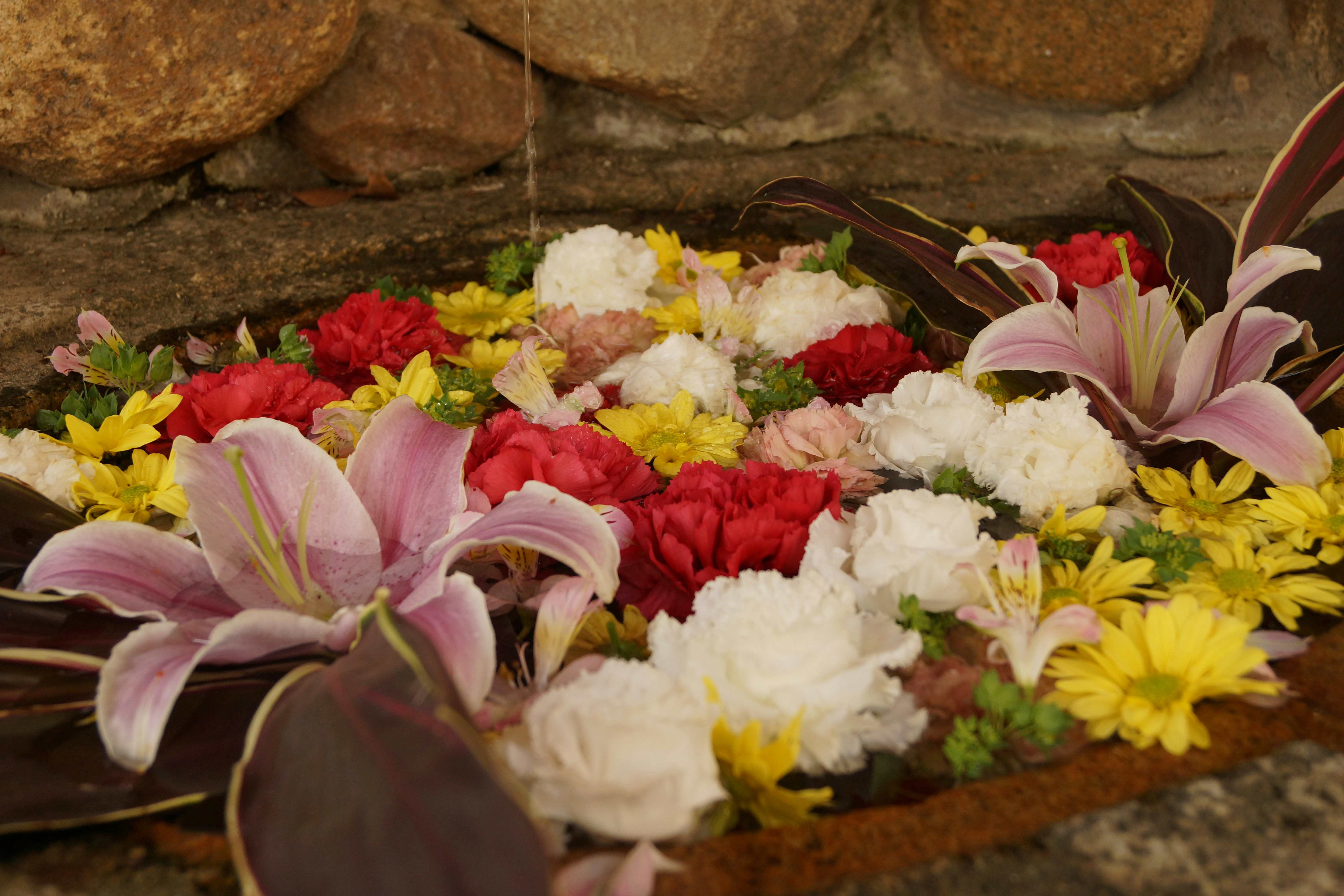 Hoa tươi giá rẻ