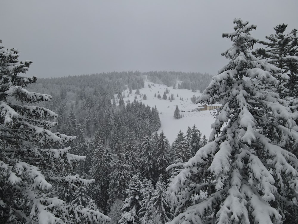 a snowy landscape with trees