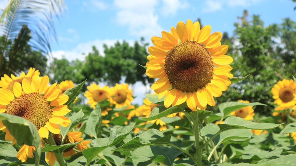 un gruppo di girasoli