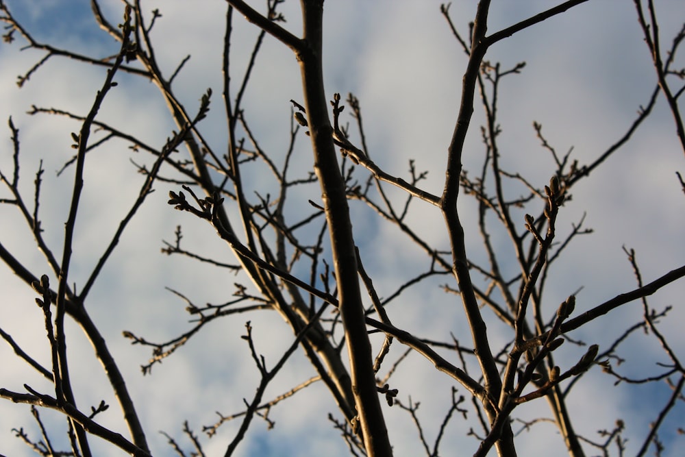 un arbre sans feuilles