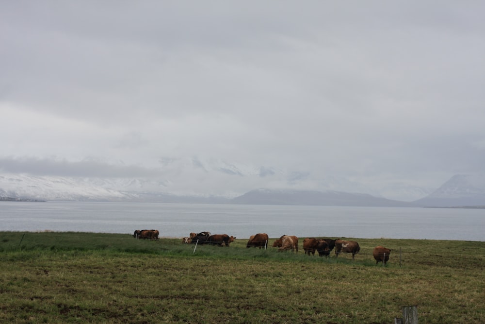 a group of cows grazing on a grassy field by a body of water