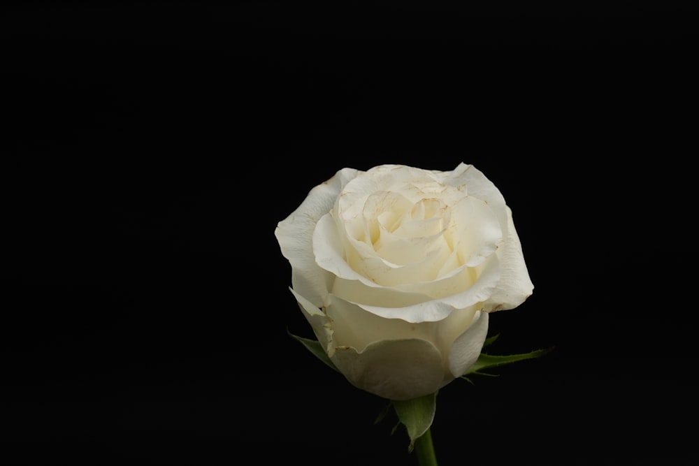 a white rose with a black background