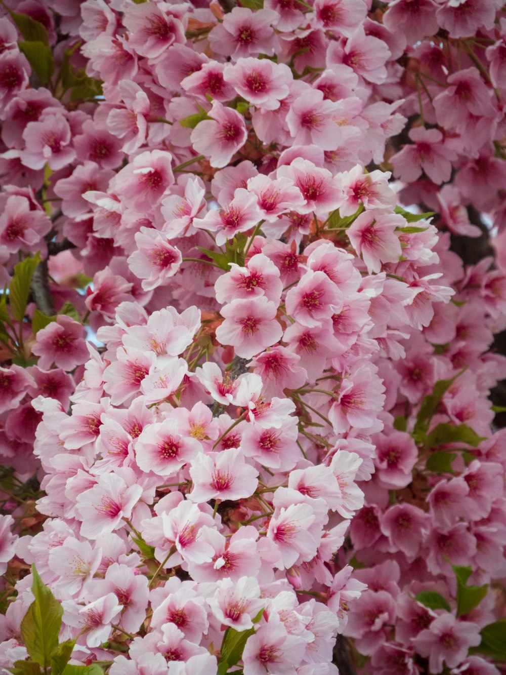 a group of pink flowers