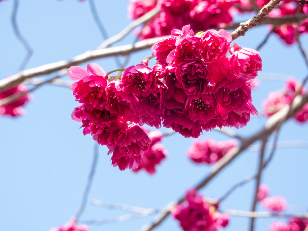 a close up of a tree branch with pink flowers