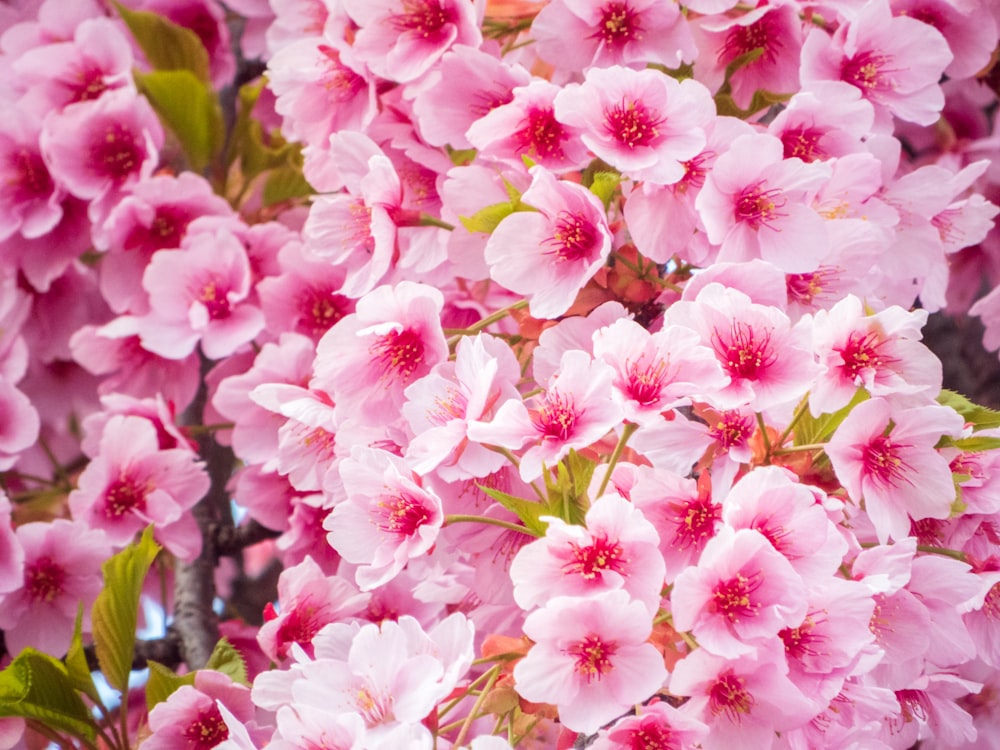 a group of pink flowers