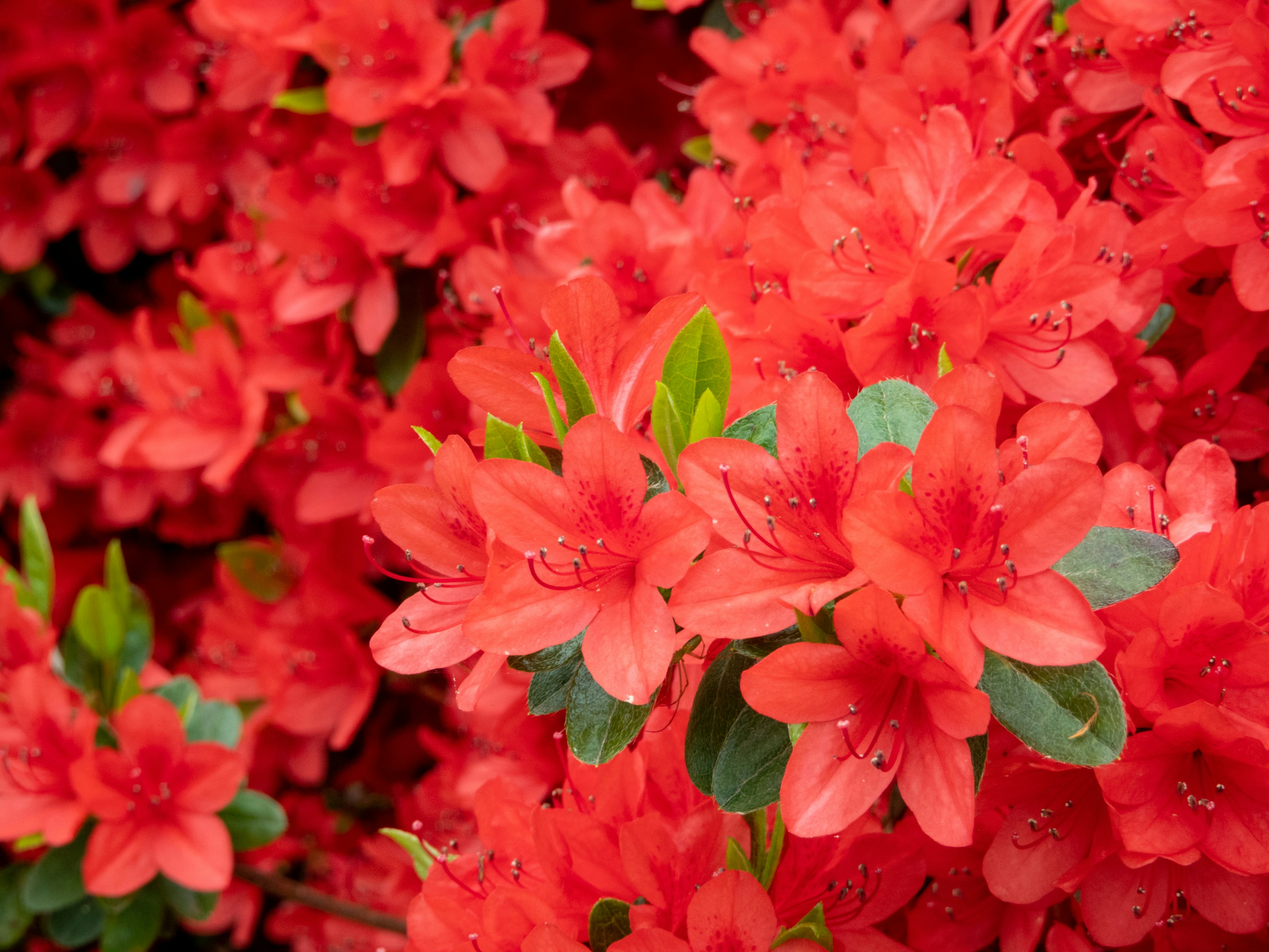 Photo by heppoko_yama