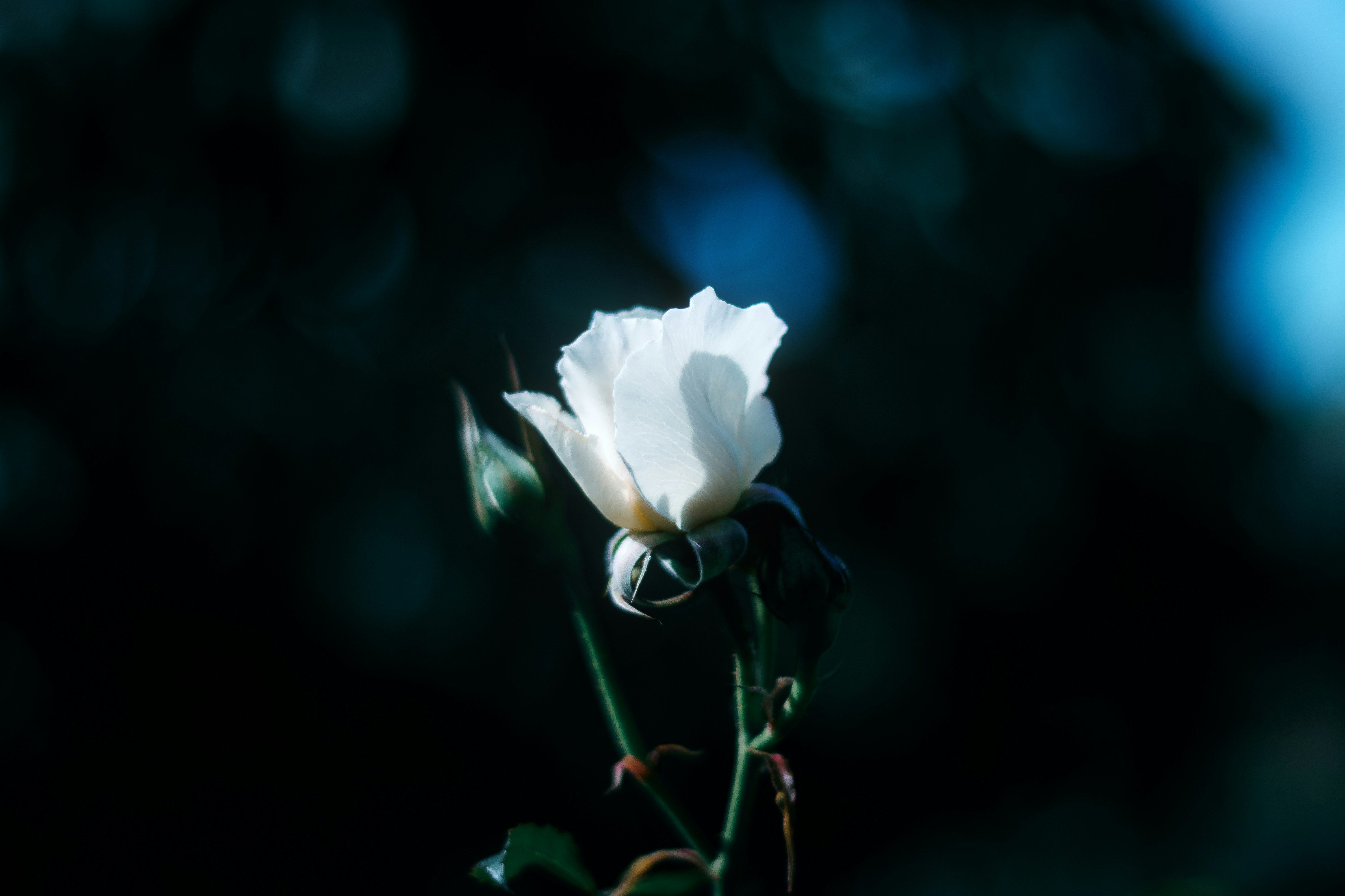 Photo by sirmisbehave