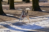 A playful dog wearing a red harness is running through a snowy park. The scene is set among tall trees, with sunlight casting long shadows across the snow and dirt. The dog appears energetic and lively, with its tail bushy and ears perked up.