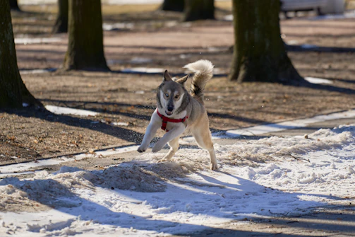 A playful puppy wearing a vibrant hoodie running happily in a park.