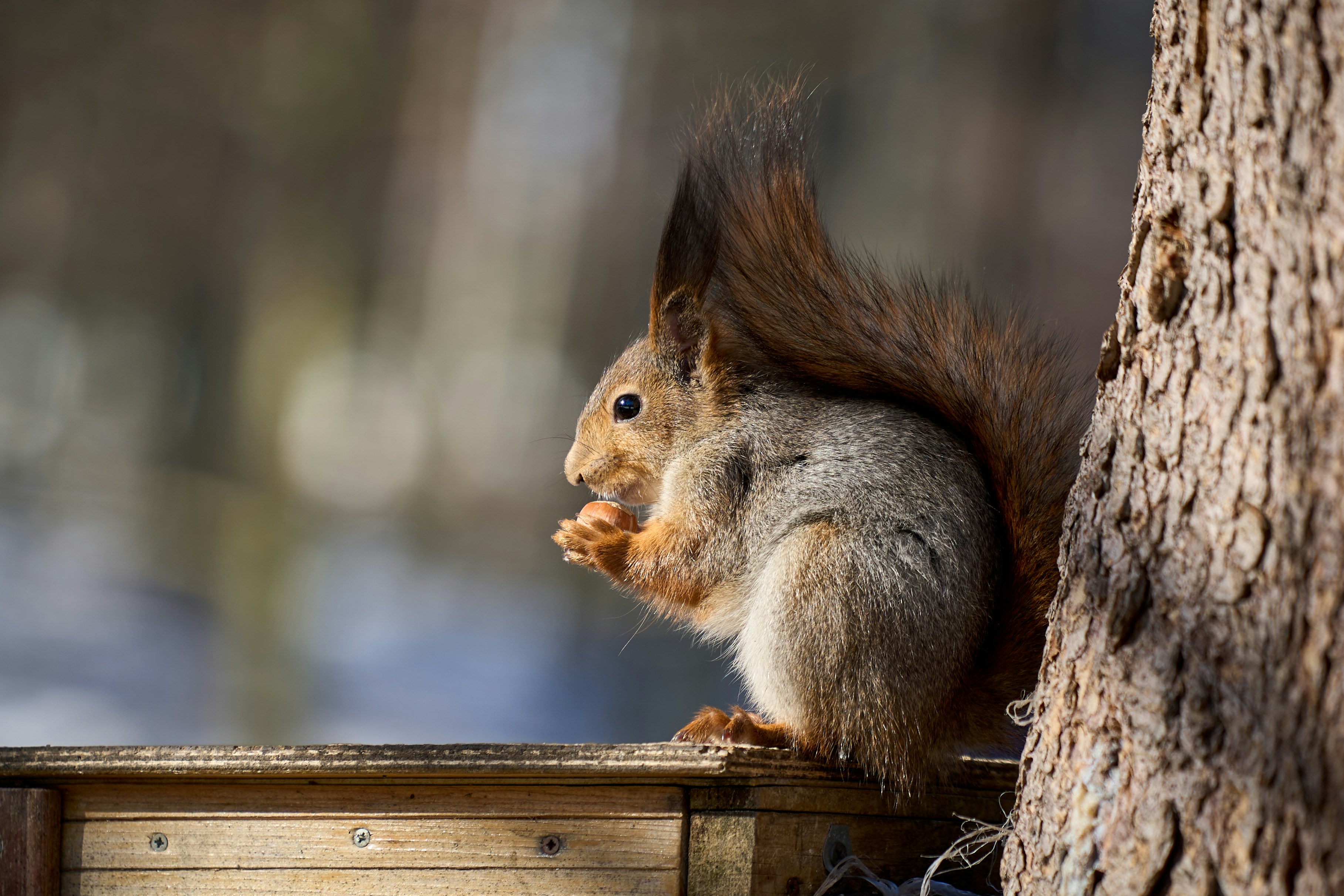 A squirrel eating something photo Free Saint petersburg Image on Unsplash
