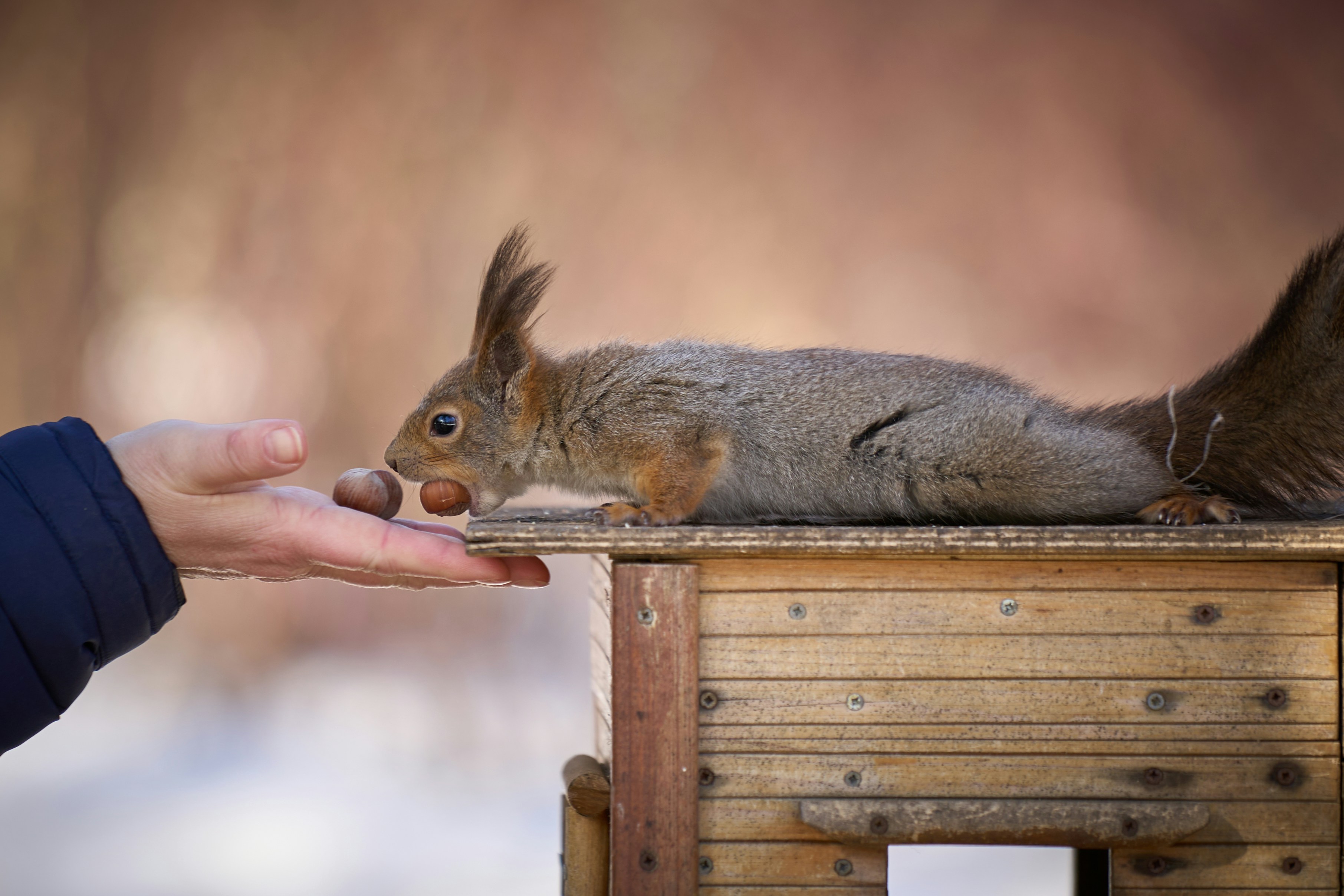 A hand feeding a squirrel photo Free Saint petersburg Image on Unsplash