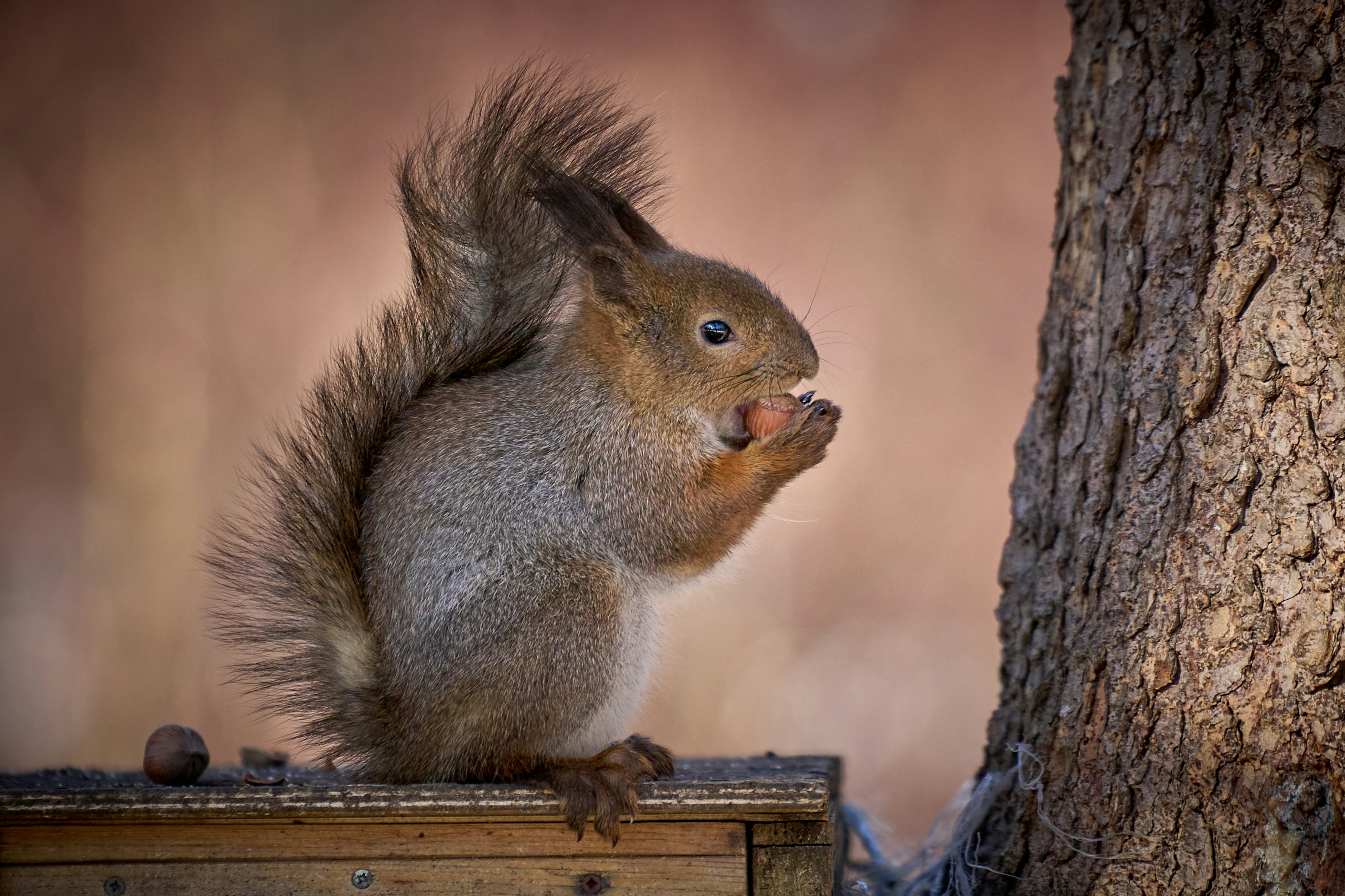 A squirrel eating something photo Free Saint petersburg Image on Unsplash