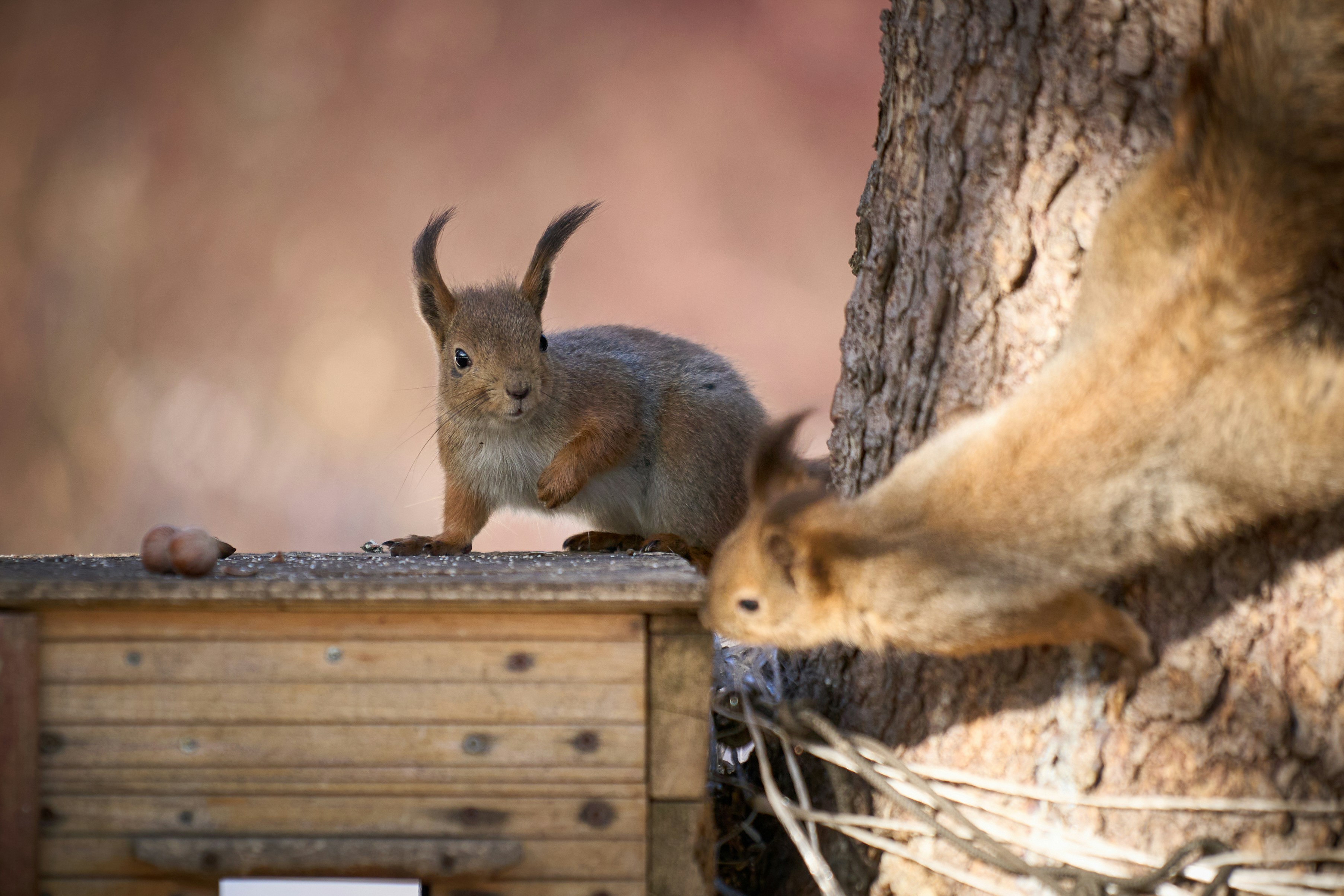 A couple of squirrels on a tree photo Free Saint petersburg Image on