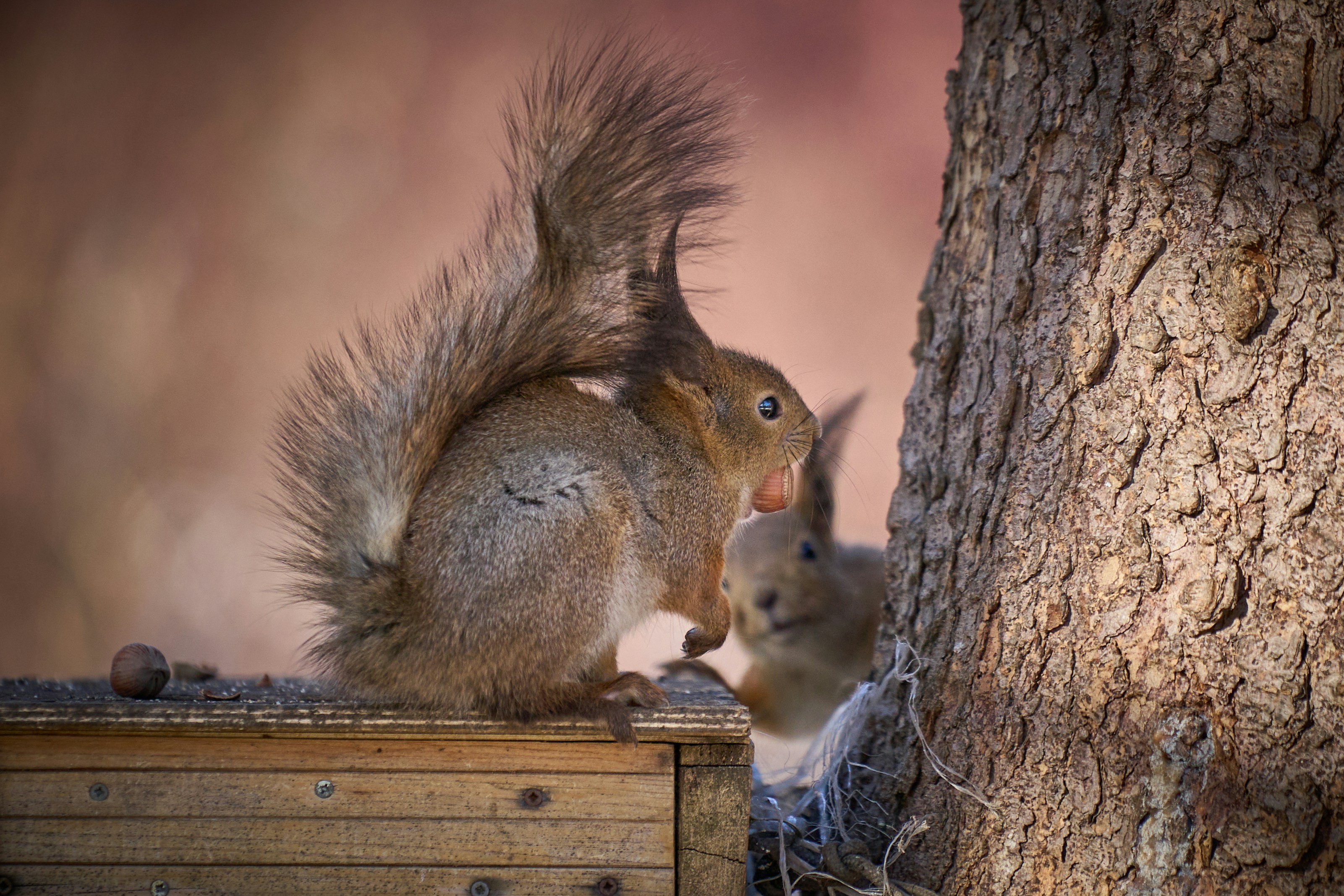 A squirrel eating a nut photo Free Saint petersburg Image on Unsplash