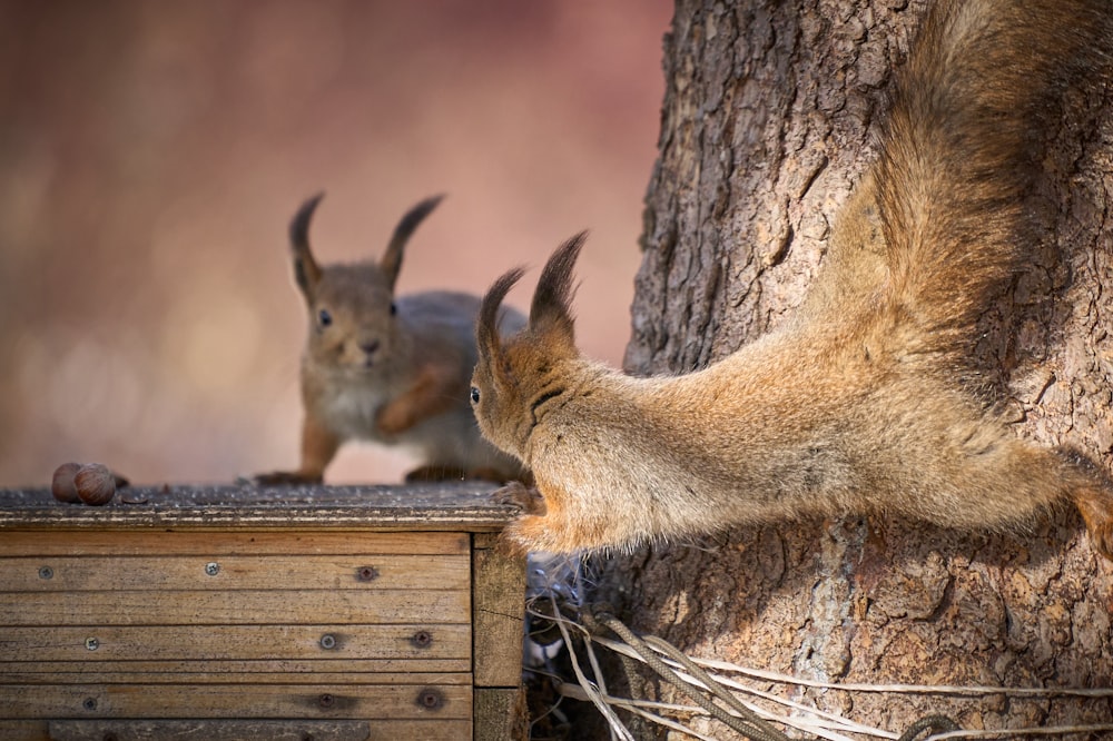 a couple of brown rabbits on a wooden fence