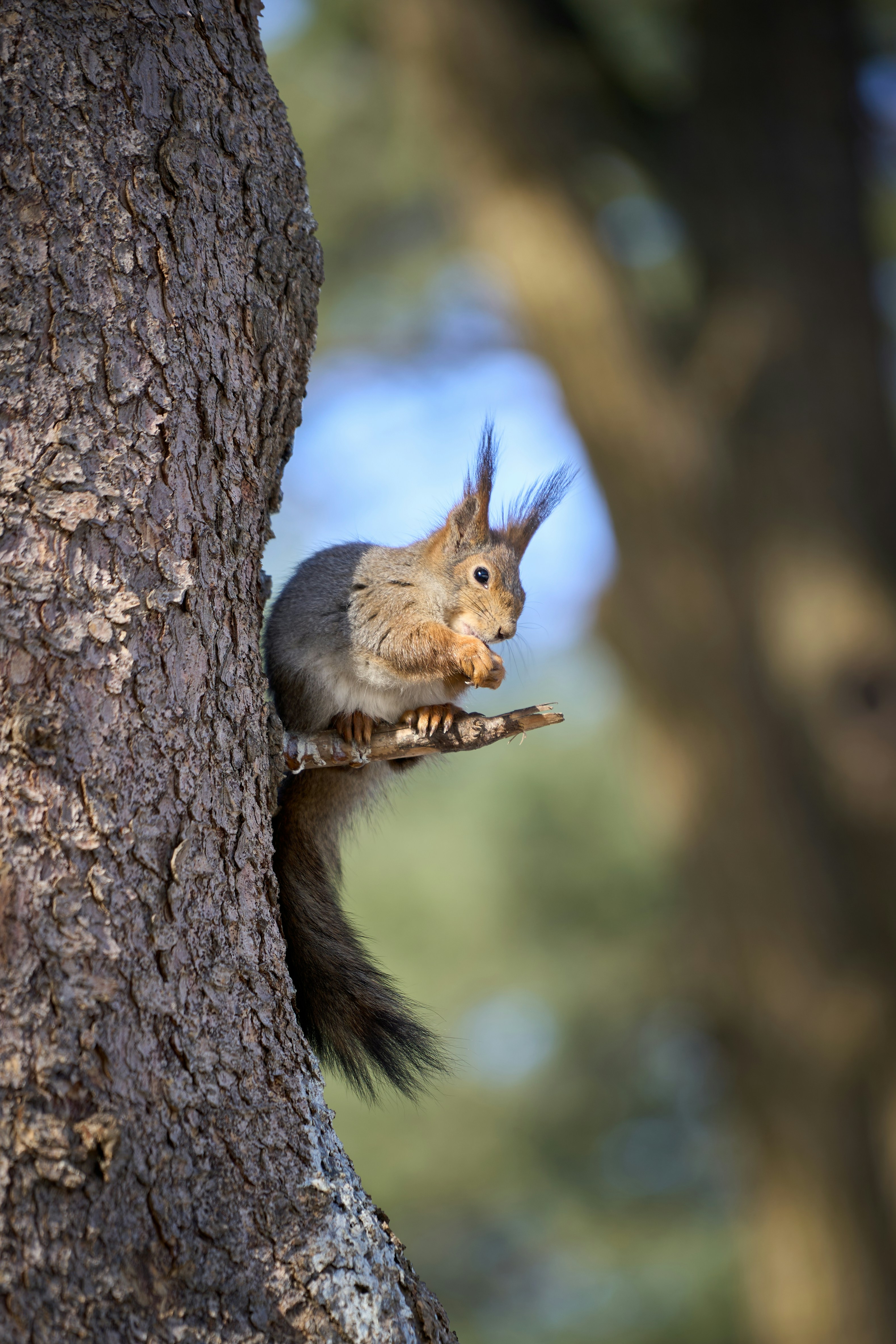 A squirrel on a tree photo Free Saint petersburg Image on Unsplash
